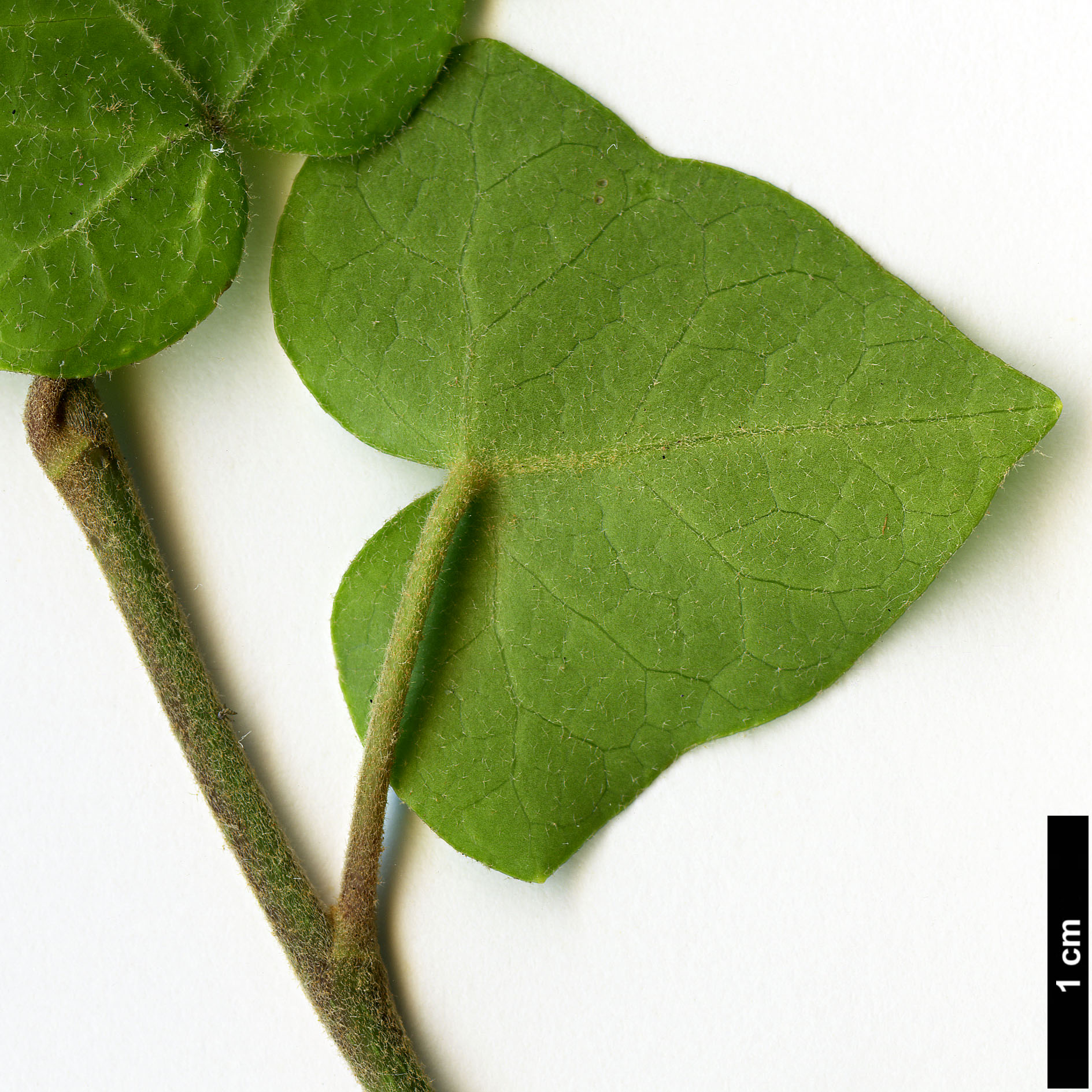 High resolution image: Family: Araliaceae - Genus: Hedera - Taxon: helix